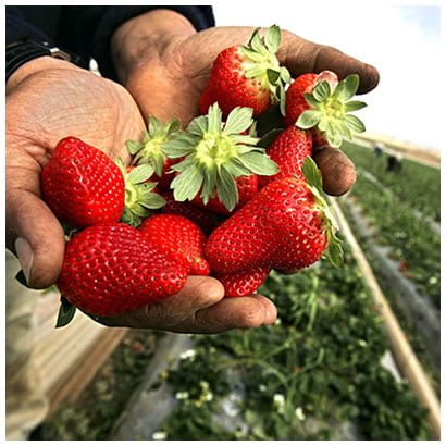 ASD Strawberries Our Farms